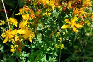 Blühendes echtes Johanniskraut mit leuchtend gelben Blüten am Wegesrand