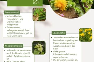 Infoposter von Manss Foodservice mit saisonalen Informationen zu Wildkräutern wie Brennnessel, Löwenzahn, Knoblauchsrauke und Wiesenkerbel. Bebildert mit Fotos der Pflanzen und kurzen Infotexten zu Geschmack, Inhaltsstoffen und Verwendung.