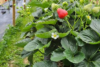 Erdbeerpflanze mit reifer Frucht in einem Folientunnel mit Hochbeeten im Hintergrund