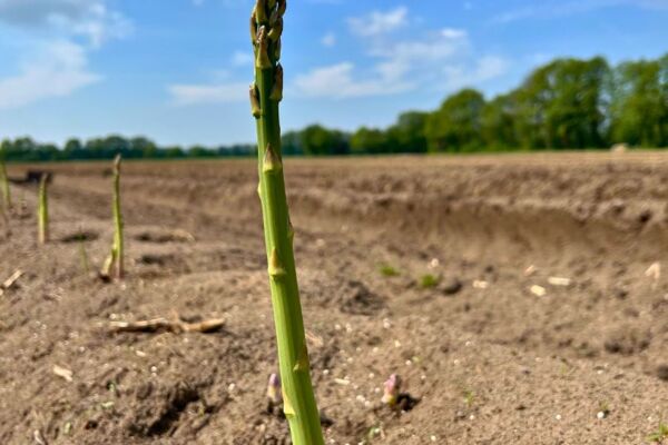 Ein grüner Spargel wächst auf einem sandigen Acker unter blauem Himmel. Im Hintergrund sind weitere Spargelstangen und eine Baumreihe am Feldrand zu sehen – Symbolbild für regionale Frische und Saisonstart.