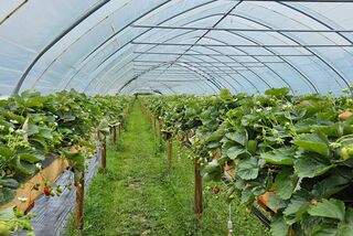 Langer Folientunnel mit Erdbeerpflanzen auf Hochbeeten und grüner Grasfläche in der Mitte