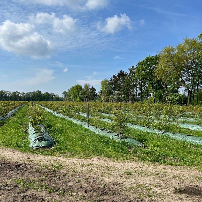 Spargelfeld beim Gartenbau Wencker mit langen Reihen junger Spargelpflanzen, abgedeckt mit grünen Planen, an einem sonnigen Tag mit blauem Himmel und Baumreihe im Hintergrund“