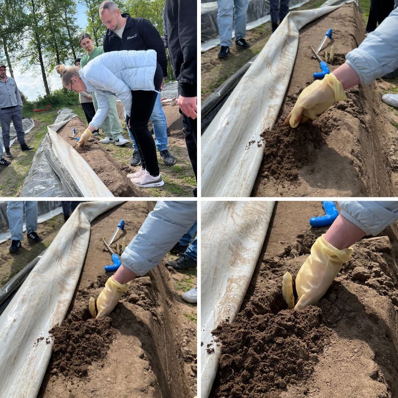 Vier Bilder zeigen Mitarbeitende von Manss Foodservice beim praktischen Lernen der Spargelernte auf dem Feld. In Schutzkleidung wird der Spargel vorsichtig aus der Erde freigelegt.