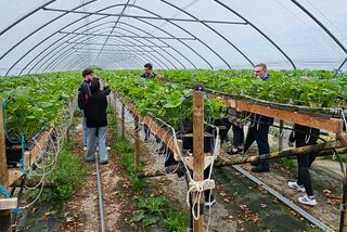 Gruppe von Teilnehmenden in einem Folientunnel beim Erdbeeranbau während der Projektschulung von Manss Foodservice – Blick entlang der Pflanzreihen auf erhöhten Gestellen