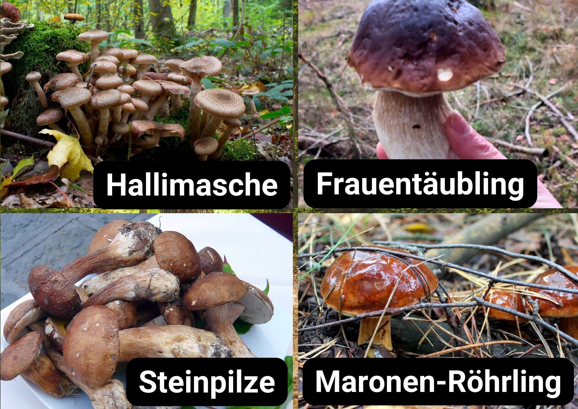 Infografik mit vier Fotos essbarer Pilze: Hallimasche wachsen im Wald, ein Frauentäubling wird in der Hand gehalten, Steinpilze liegen auf einem Teller und Maronen-Röhrlinge stehen am Waldboden.