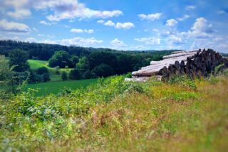 Panoramablick über eine grüne Wald- und Wiesenlandschaft mit gestapelten Baumstämmen im Vordergrund unter blauem Himmel mit Wolken