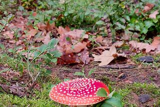 Ein leuchtend roter Fliegenpilz mit weißen Punkten steht auf moosigem Waldboden, umgeben von Herbstlaub und Bäumen.