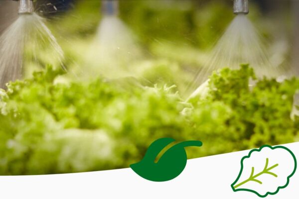 Grüner Salat wird in einer modernen Produktionsanlage mit Wasser besprüht – Symbol für Frische, Hygiene und Qualitätssicherung in der Lebensmittelverarbeitung.