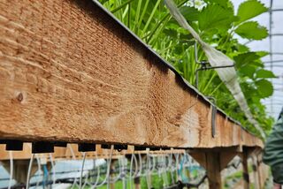 Seitlicher Blick auf das Hochbeet-Anbausystem für Erdbeeren im Folientunnel, mit integrierter Bewässerung