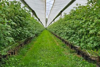 Reihenweise wachsende Beerenpflanzen unter einem schützenden Netz – aufgenommen im Rahmen der Saison-Projektschulung von Manss Foodservice im Beerenanbau