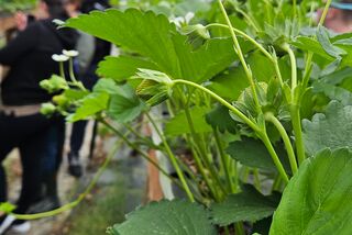 Blick durch den Folientunnel auf blühende Erdbeerpflanzen im Vordergrund, im Hintergrund Teilnehmende der Projektschulung von Manss Foodservice
