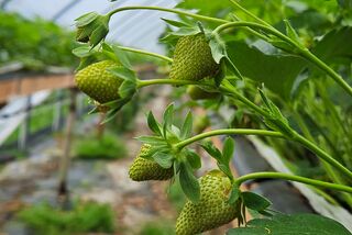 Nahaufnahme unreifer Erdbeeren an einer Pflanze im Folientunnel – Teil des Anbaus während der Manss Foodservice Projektschulung