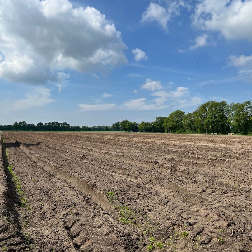 Frisch gepflügter Spargelacker mit gleichmäßigen Erdwällen unter blauem Himmel, bereit für die kommende Anbauphase“
