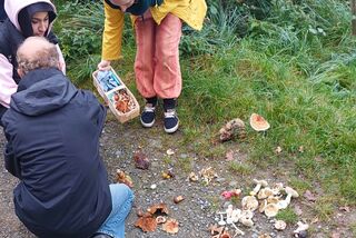 Menschen bei einer Pilz-Exkursion betrachten gemeinsam ihre gesammelten Waldpilze auf einem Waldweg