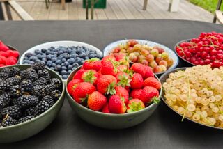 Verschiedene Schalen mit frischen Beeren wie Erdbeeren, Himbeeren, Brombeeren, Johannisbeeren, Stachelbeeren und Heidelbeeren – präsentiert auf einem schwarzen Tisch bei der Saison-Projektschulung von Manss Foodservice