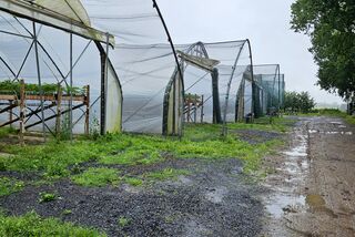 Reihe von Folientunneln auf einem regennassen Hofgelände mit Erdbeerhochbeeten und einem matschigen Feldweg