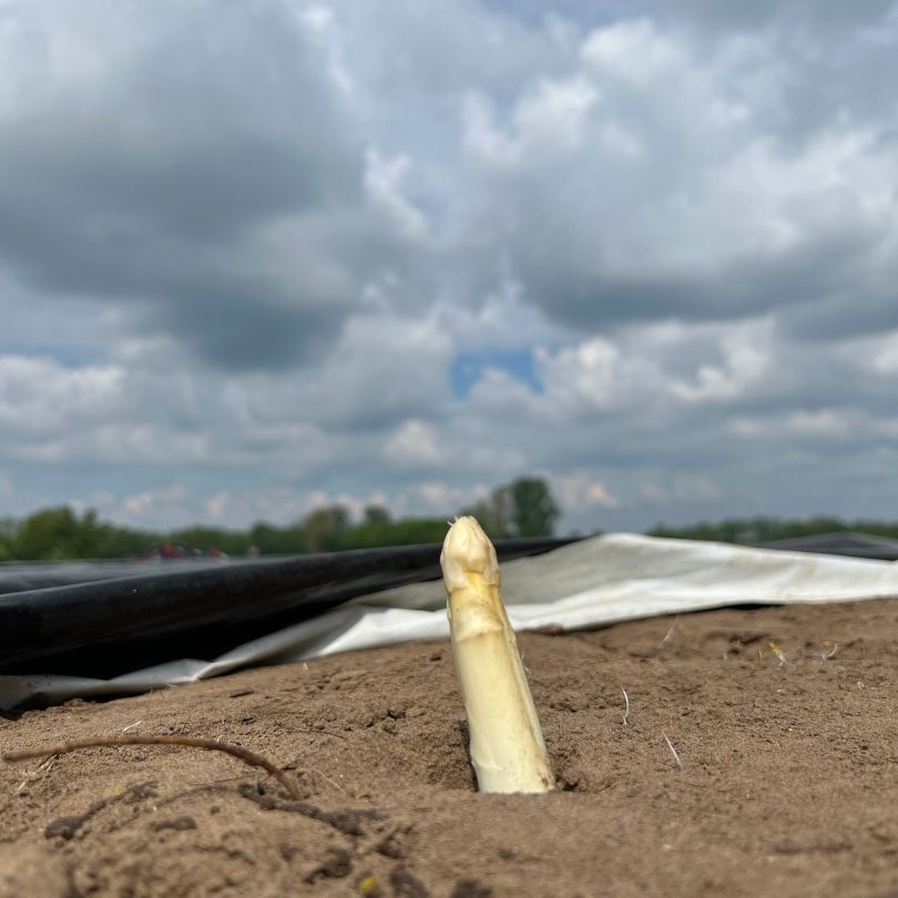 Weiße Spargelspitze ragt aus der lockeren Erde eines Spargelfelds, im Hintergrund liegen Schutzplanen unter bewölktem Himmel