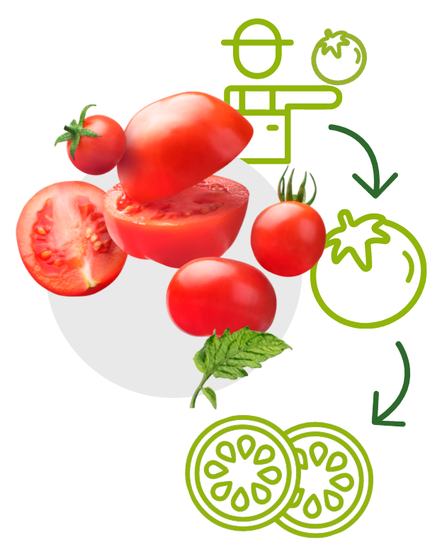 Verschiedene frische Tomaten mit Illustrationen zur Herkunft und Verarbeitung – vom Feld bis in die Küche.