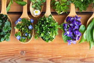 Verschiedene frische Wildkräuter und essbare Blüten, angerichtet in Holzlöffeln auf einem Holztisch