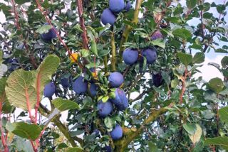 Ein Zwetschgenbaum mit dicht behangenen, reifen Früchten steht auf einer Plantage des Hofs Sterthoff – dunkelblaue Zwetschgen zwischen kräftig grünen Blättern