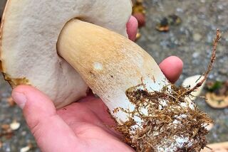 Ein Teilnehmer der Waldpilz-Exkursion hält einen großen, frisch gesammelten Steinpilz in der Hand.