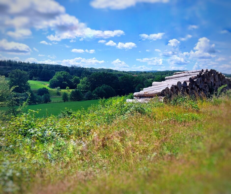 Panoramablick über eine grüne Wald- und Wiesenlandschaft mit gestapelten Baumstämmen im Vordergrund unter blauem Himmel mit Wolken