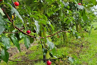Reife rote Kirschen an einem Zweig eines Kirschbaums in einer Baumreihe, mit grünem Grasboden und dichter Belaubung