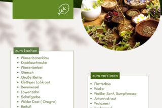 Informationsposter von Manss Foodservice über wilde Kräuter, Blüten und Pflanzen. Links aufgelistet: essbare Kräuter wie Wiesenbärenklau, Giersch, Schafgarbe und Oregano. Rechts: Pflanzen zum Garnieren wie Taubnessel, Platterbse oder Waldziest.