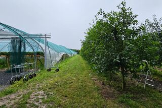 Grüne Obstplantage mit Baumreihen auf der rechten Seite und mehreren mit Netzen überdachten Gewächshäusern auf der linken Seite; eine Leiter steht zwischen den Bäumen, der Boden ist feucht