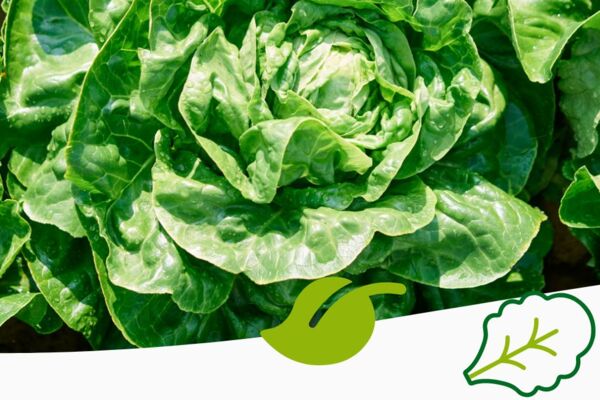Mehrere Salatköpfe in voller Reife direkt im Feld – Symbol für Frische, Regionalität und nachhaltigen Anbau, eingerahmt mit grafischen Elementen im unteren Bildbereich.
