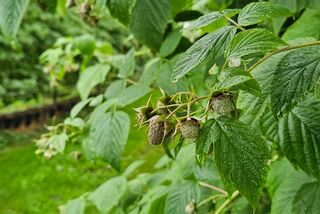 Unreife Himbeeren an einem Strauch, aufgenommen im geschützten Anbau während der Projektschulung von Manss Foodservice zur Saisonware