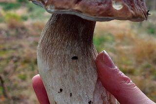 Ein großer, frischer Steinpilz wird in der Hand gehalten – aufgenommen bei einer Waldpilz-Exkursion im herbstlichen Wald.
